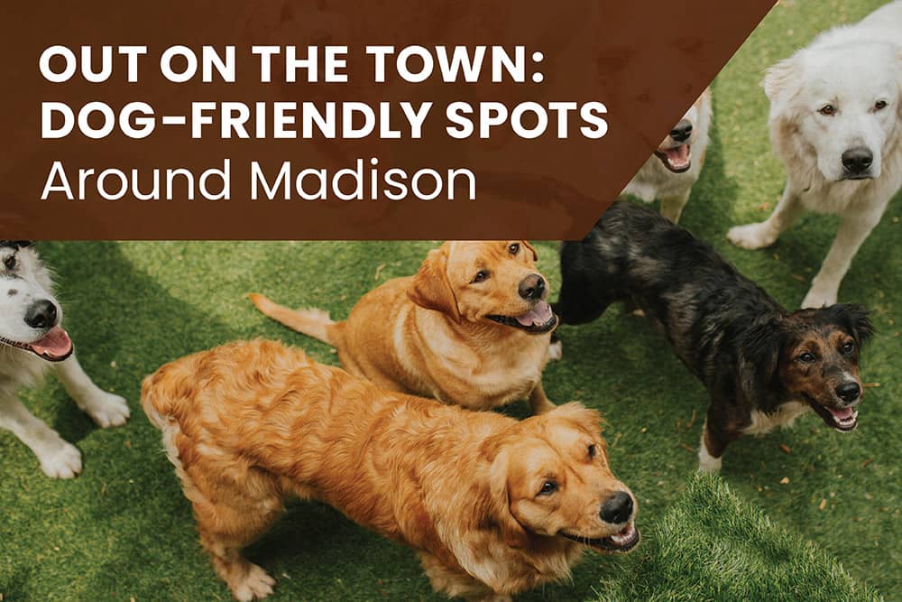 Madison Pet Friendly Spots
